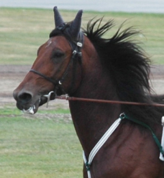 Ugly Duckling 160923-6